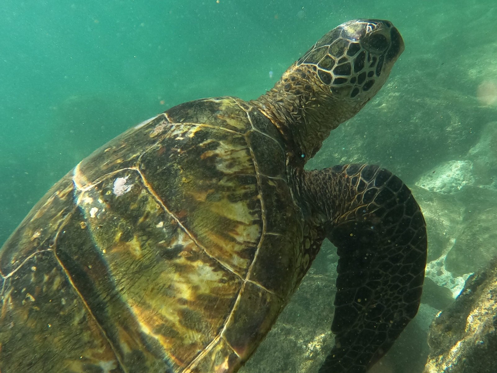 Hawaiian green sea turtles Oahu