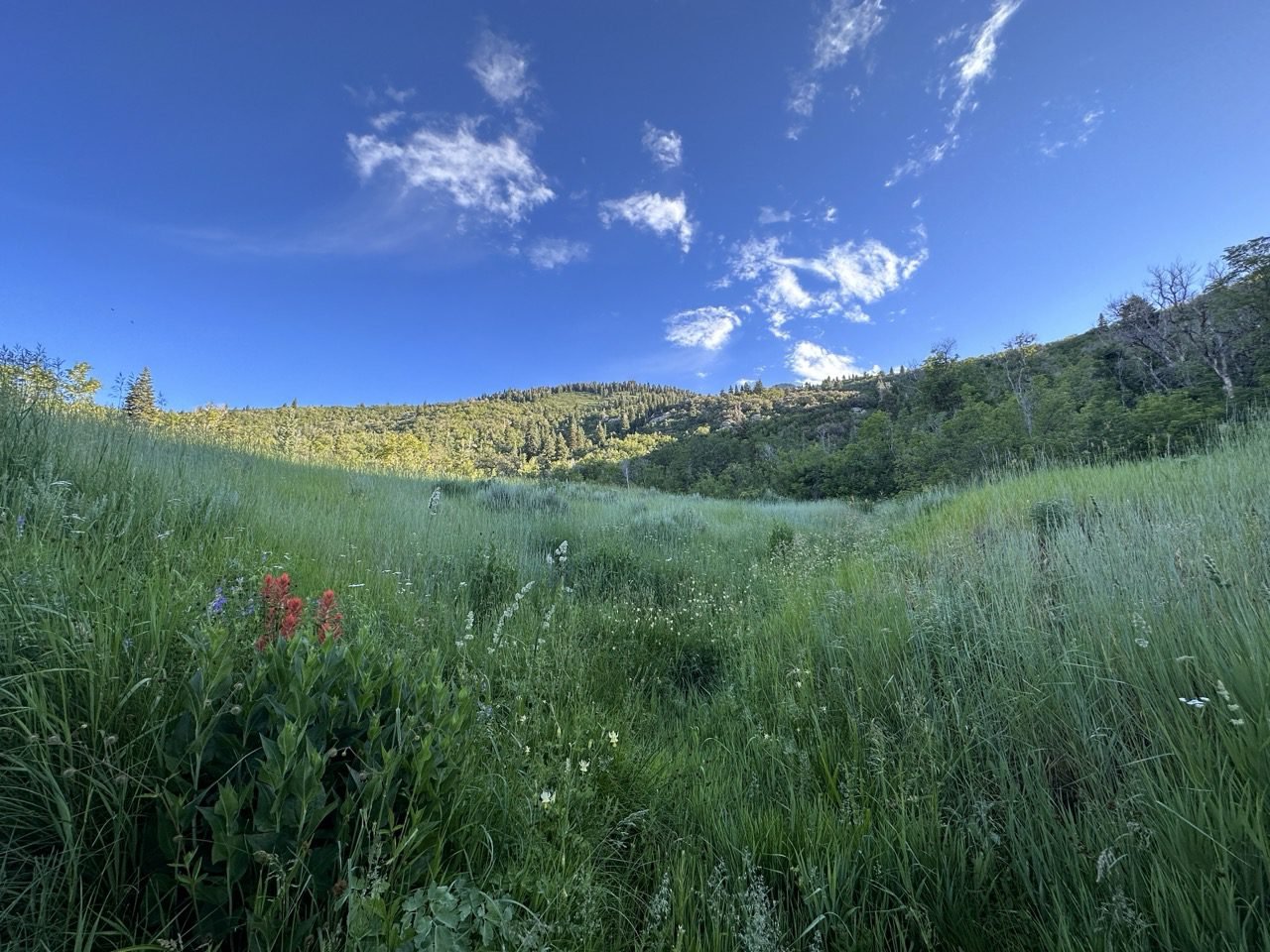 The First Hamongog meadow below Lone Peak, Alpine, Utah