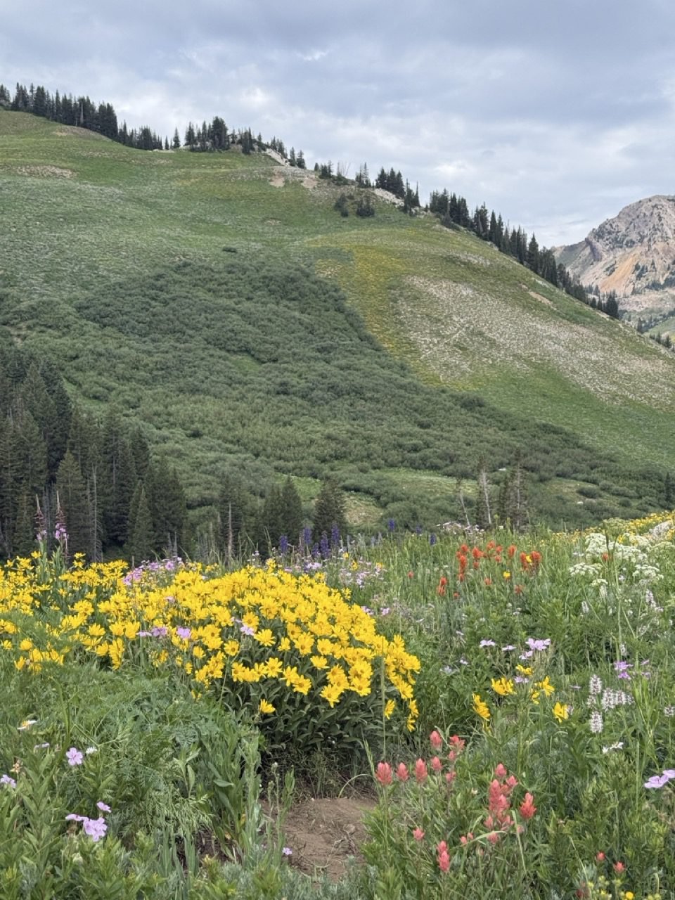 Albion Basin in Little Cottonwood Canyon