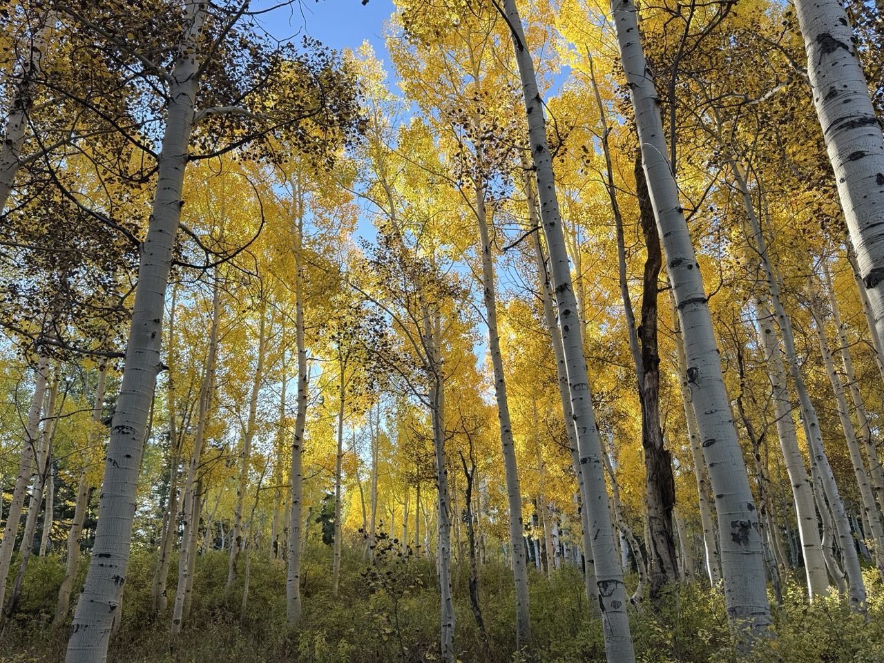 Aspen grove in the Wasatch Mountains