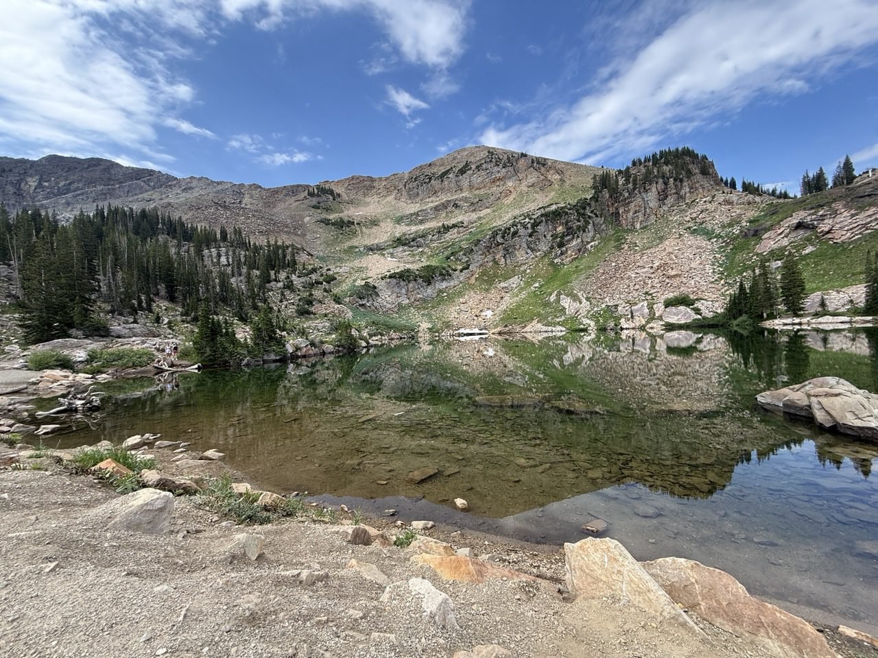 Wildflowers in Albion Basin on the way to Cecret Lake