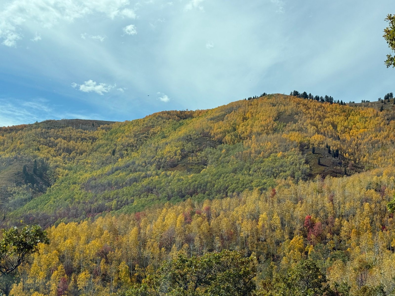 Fall colors on the mountainsides of the Wasatch